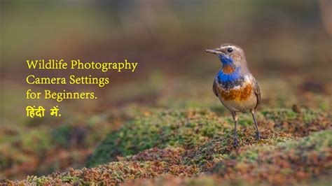 Wildlife Photography With Entry Level Dslr Best Wildlife Photography