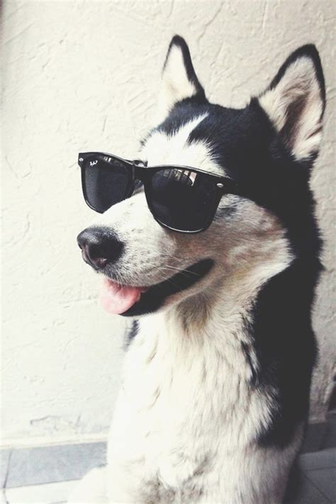 Dog Wearing Sunglasses Cute Husky Husky Puppy Husky Dogs Cute