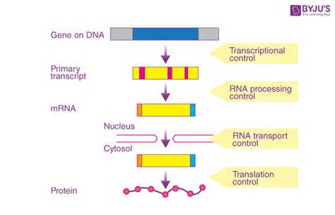 Gene Regulation In Prokaryotes