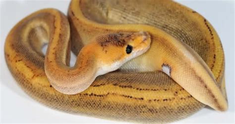 This snake is the smallest python species in africa. Champagne Ball Python - Genetics, History, & Pictures ...