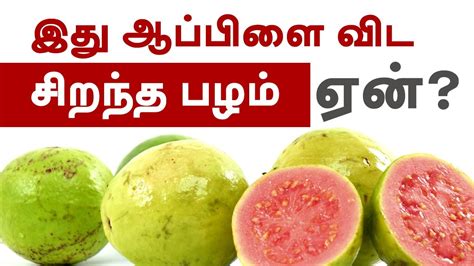 10 top patti vaithiyam tips for weight loss from tamil nadu: Guava fruit Benefits - Heart Healthy, Weight Loss Friendly ...
