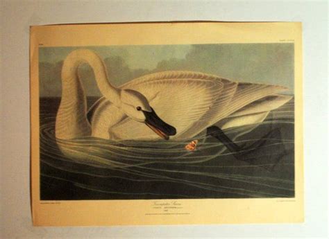 In new york, life insurance issued through allstate life insurance company of new york, hauppauge ny. Audubon vintage 40s , print"Trumpeter Swan" by Havell ( 1838) from the collection of the ...