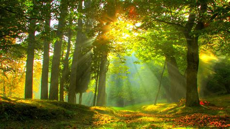 Beautiful Forest Scenery View With Sunbeam Hd Forest Wallpapers Hd