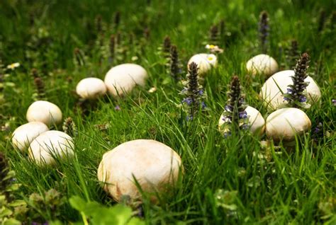 What Is A Fairy Ring Mushroom With Pictures