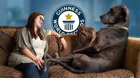 Learn English With Video The Worlds Tallest Dog Guinness World