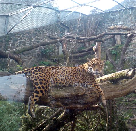 Jaguar Edinburgh Zoo Misskittylitter Flickr