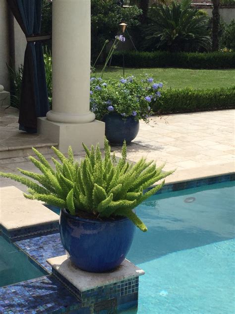 Ask your nurseryman for a light, quickly draining medium. I planted this Foxtail fern in a blue ceramic container on ...