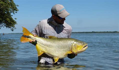 Pesca Deportiva Ministerio De Turismo De La Provincia De Corrientes