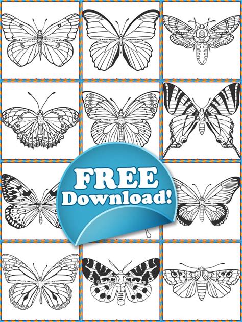 Great butterfly coloring page 77 for your download coloring pages. Beautiful Butterflies Coloring Sheets PDF Download | Butterfly coloring page