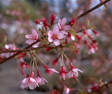 In april and may, the upright branches are adorned with large, pale pink flowers. Prunus 'Okame' | Landscape Plants | Oregon State University