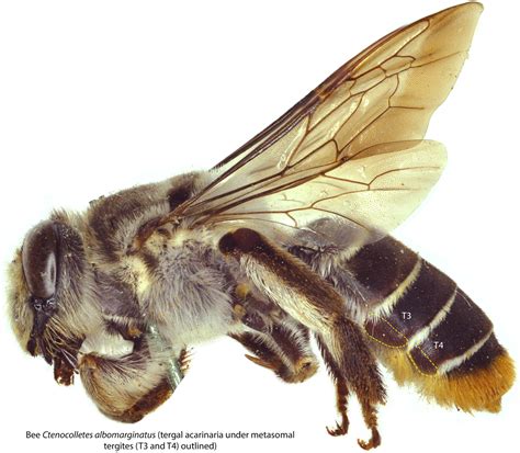 Ctenocolletacarus Bee Mite Id