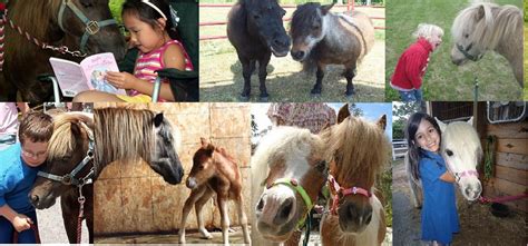 Nhscot strives to be the northeast gateway to all things scottish. 2021 Personal Ponies - Ligonier Highland Games