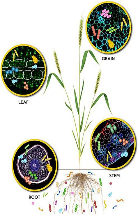 Frontiers Microbial Community And Function Based Synthetic