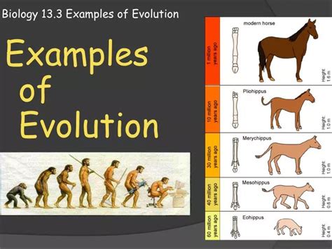 Ppt Biology 133 Examples Of Evolution Powerpoint Presentation Id