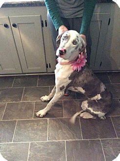 Gema the great dane mix was born with a little something extra. Fond du Lac, WI - Great Dane Mix. Meet Ollie, a dog for ...