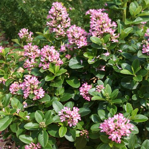 Escallonia Laevis Pink Elle Evergreen Flowering Potted Outdoor Garden Shrub Ebay