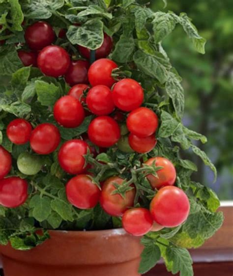 30 Red Robin Dwarf Tomato Seeds The Perfect Miniature Bush Etsy