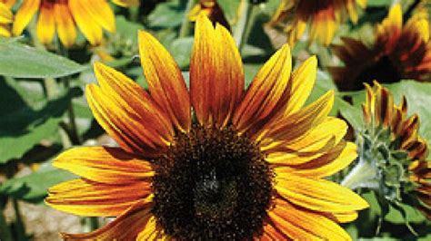 Special Garden Project Firecracker Sunflower 4 H Lancaster County