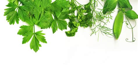 Border Of Fresh Herbs Royalty Free Stock Image Storyblocks