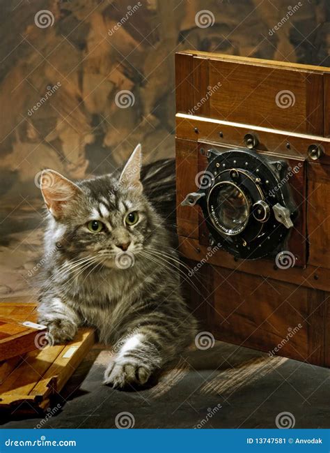 Cat With A Camera Stock Image Image Of Loving Young 13747581
