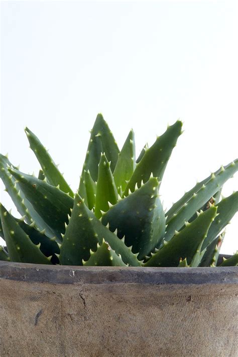 10 Of The Best Succulents For Beginners To Grow As Houseplants Succulents Easy Care Indoor