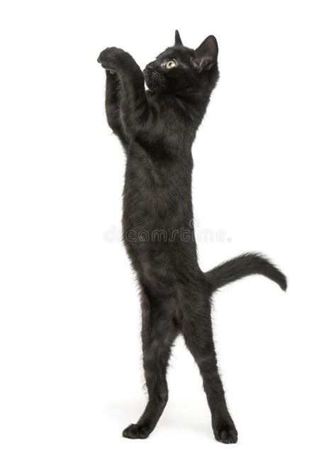 Cat Standing On Its Hind Legs