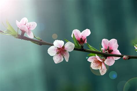 Free Photo Spring Flower Peach Blossom Halo Nature Pink Color