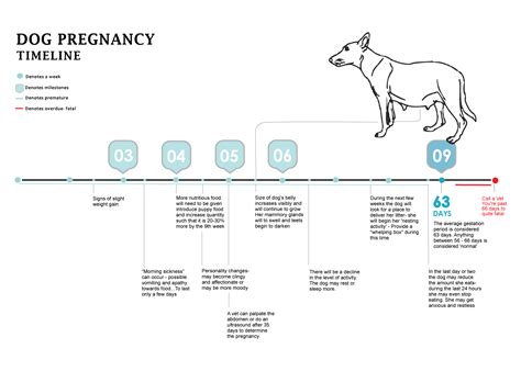 Dog Pregnancy Stages Week By Week Pictures