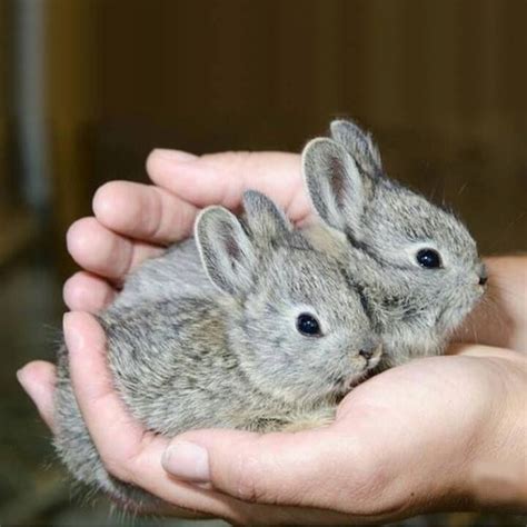753 Best Sooooooooo Cute Bunnies Images On Pinterest Bunnies