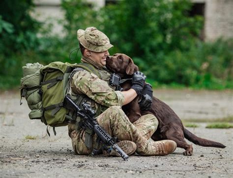 5 Hero Veteran Dogs Who Have Served Our Country This Dogs Life