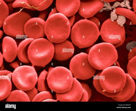 Human Red Blood Cells By Scanning Electron Microscopy Sem Stock Photo