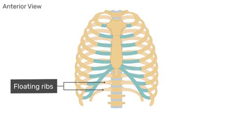 The study of the structures of the human body and the relation… physiology. Structure of the Ribcage and Ribs