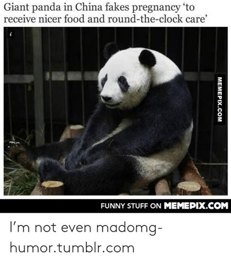 Giant Panda In China Fakes Pregnancy To Receive Nicer Food And Round The Clock Care Funny