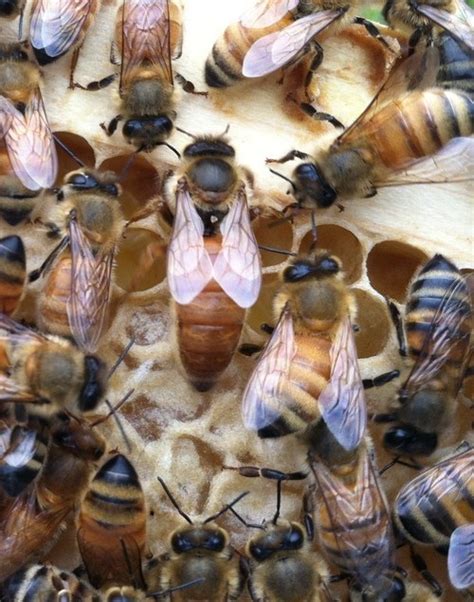 Birds And Bees — Russian Hybrid Queen Bees From Vashon Island