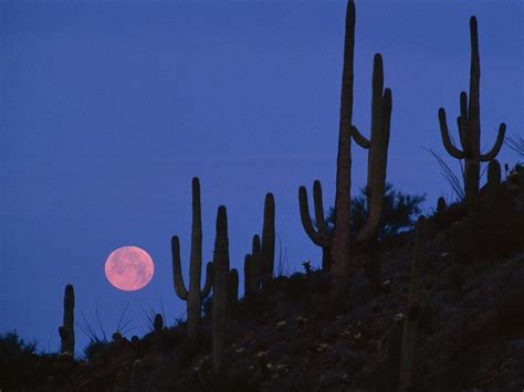 Full Moon Over Saguaro National Park Arizona Mapache