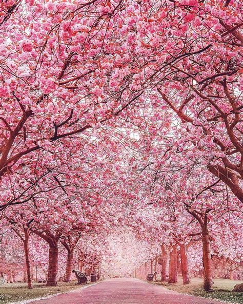 Blossom Trees Greenwich Park In London Pink Blossom Tree Nature