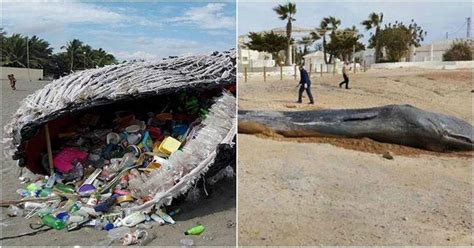 Sperm Whale Found Dead On Spanish Beach Had 29 Kg Of Plastic In Its