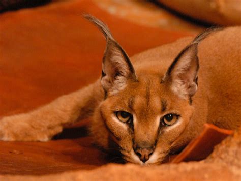 Caracal Caracal Caracal Its Exhausting Being A Zoo Anim Flickr