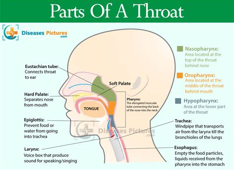 Throat Anatomy Throat Parts Pictures Functions Sitetitle