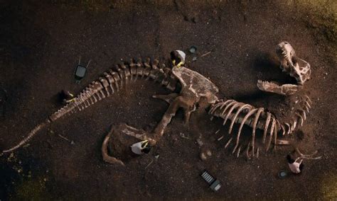 Top 10 Surprising Dinosaur Facts Paleontology World