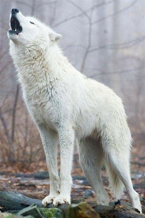 Pin By Sharon Joanna On Gorgeous Wolf Dog Beautiful Wolves Arctic Wolf