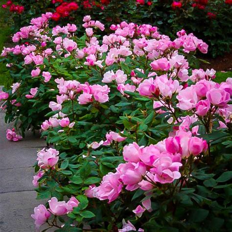 Pink Knockout Rose Bushes For Sale Online The Tree Center™