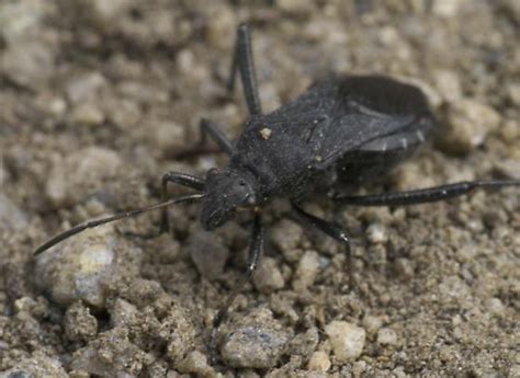 Black Bug With Long Back Legs Alydus Bugguidenet