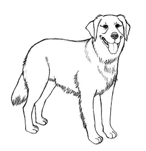 Download golden retriever dog coloring pages(이미지 포함) | 그림, 미술 참고 자료