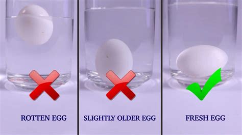 Egg Float Test Tell If Your Expired Eggs Are Still Good To Eat 2023