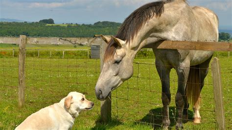 Are Horses And Dogs Related Plus Other Fun Facts