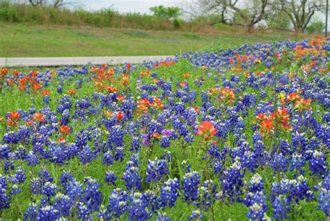 The Official Bluebonnet Festival Of Texas Highlights Colorful