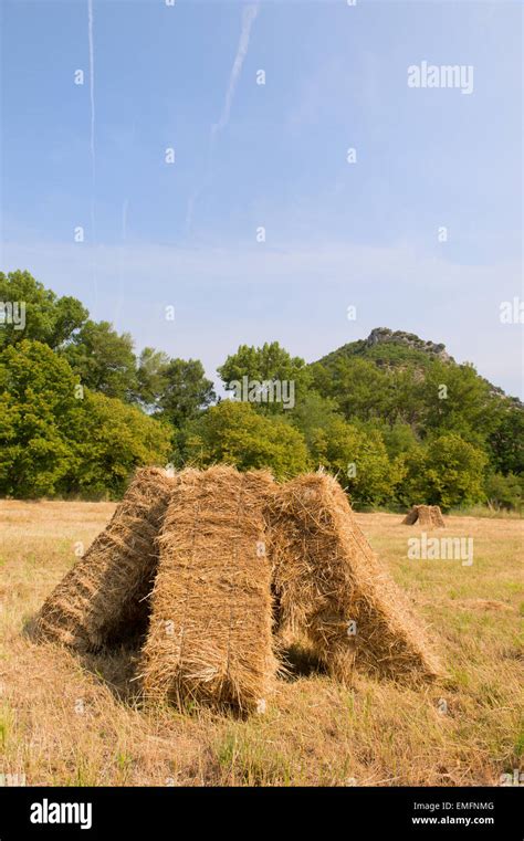 Square Blocks With Hay In The Agriculture Fields Stock Photo Alamy