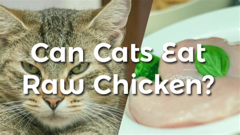 After all, since we wrote about what dogs eat, we what cats can eat. Can Cats Eat Raw Chicken? | Pet Consider