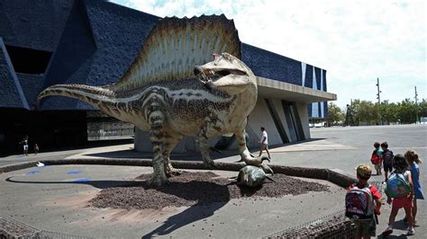 64 hubo dinosaurios mucho mayores, pero el conocimiento de estos se basa en un pequeño número de fósiles. Barcelona exhibe una reproducción del dinosaurio carnívoro ...